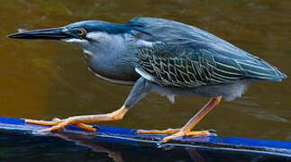 Striated Heron