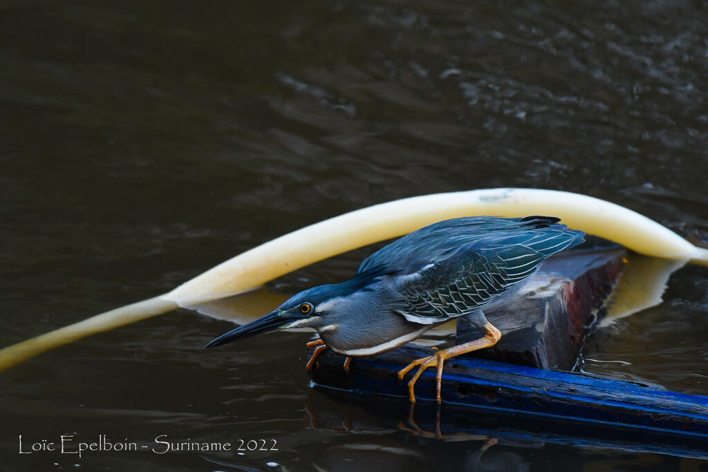 Striated Heron