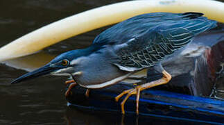 Striated Heron