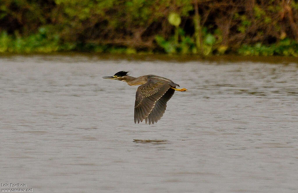 Héron striéimmature, Vol