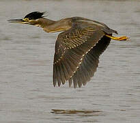 Striated Heron