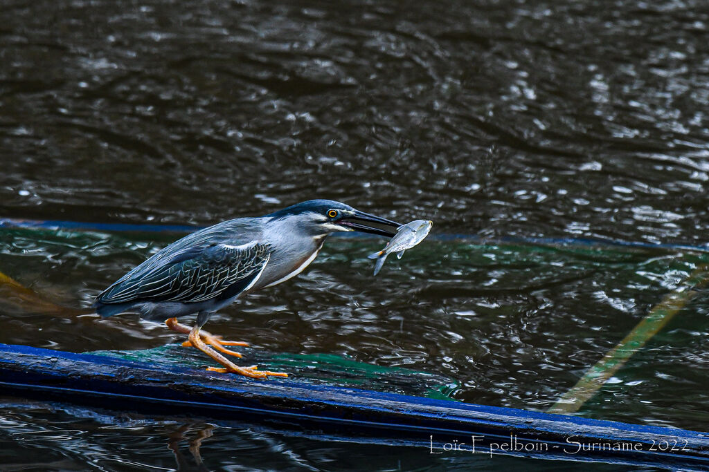 Striated Heron