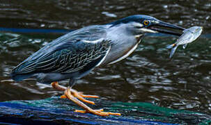 Striated Heron