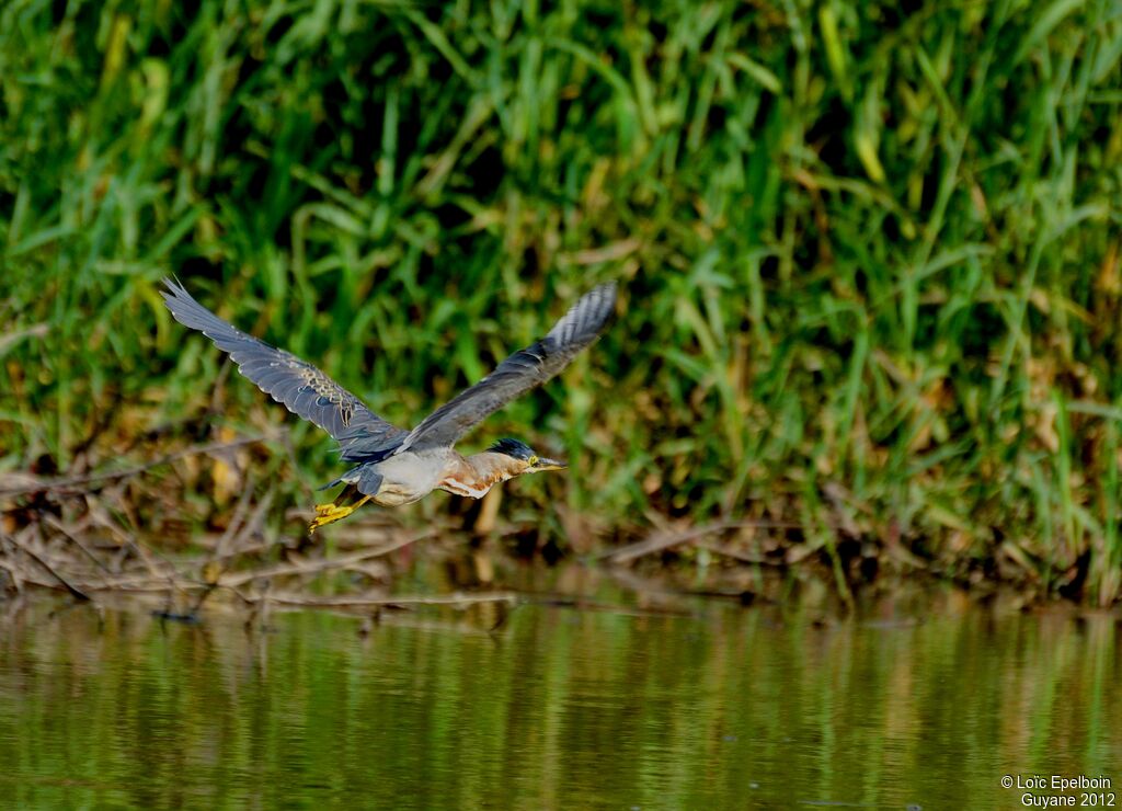 Striated Heron