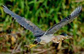 Striated Heron