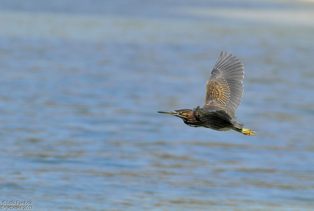 Striated Heron