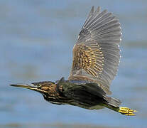 Striated Heron