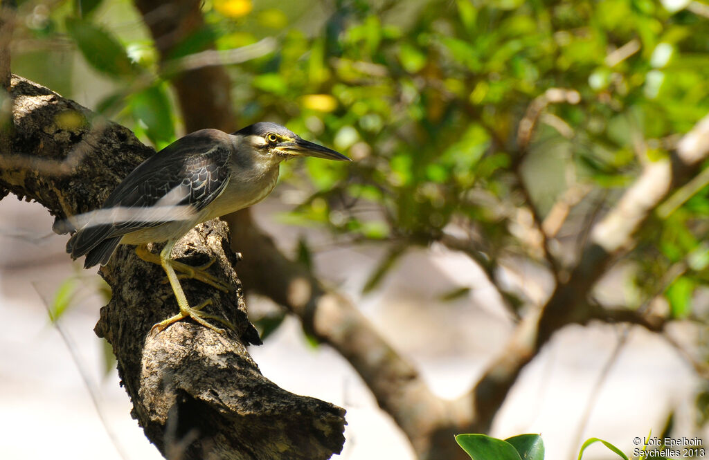 Striated Heron