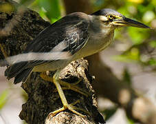 Striated Heron