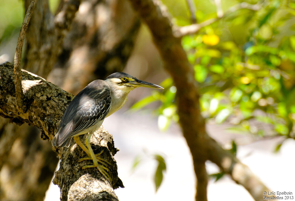 Striated Heron