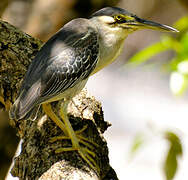 Striated Heron