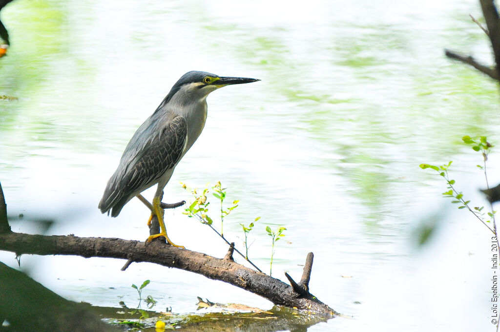 Striated Heron