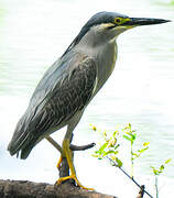 Striated Heron