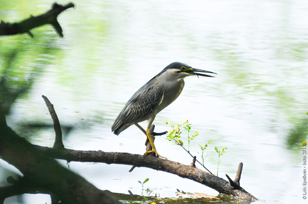 Striated Heron