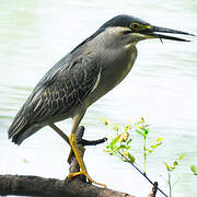 Striated Heron