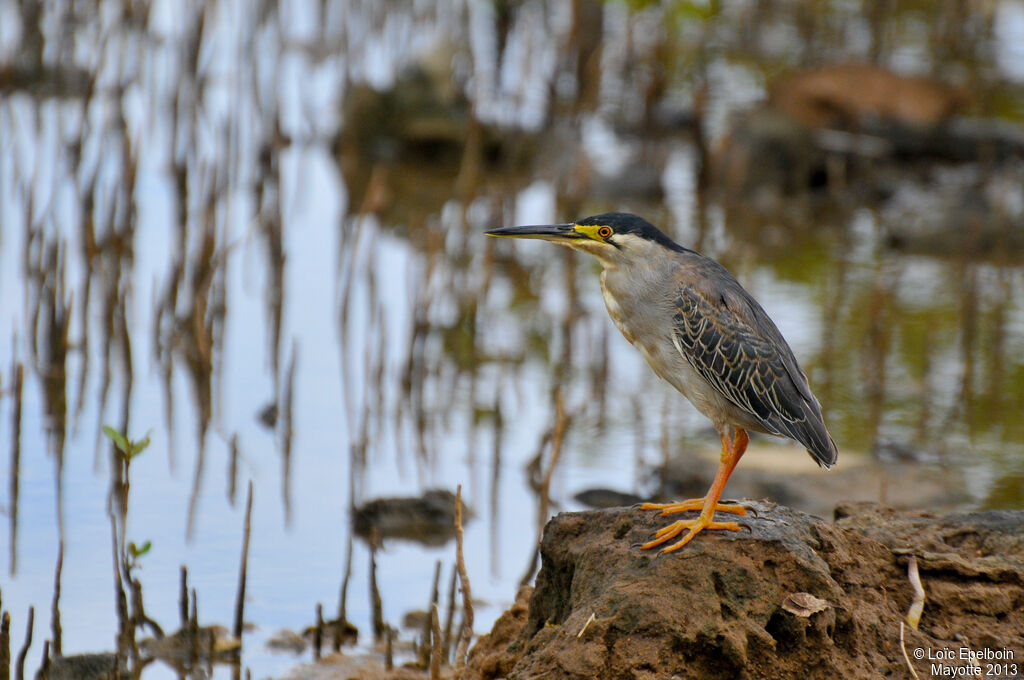 Striated Heron