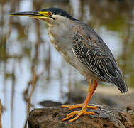 Striated Heron