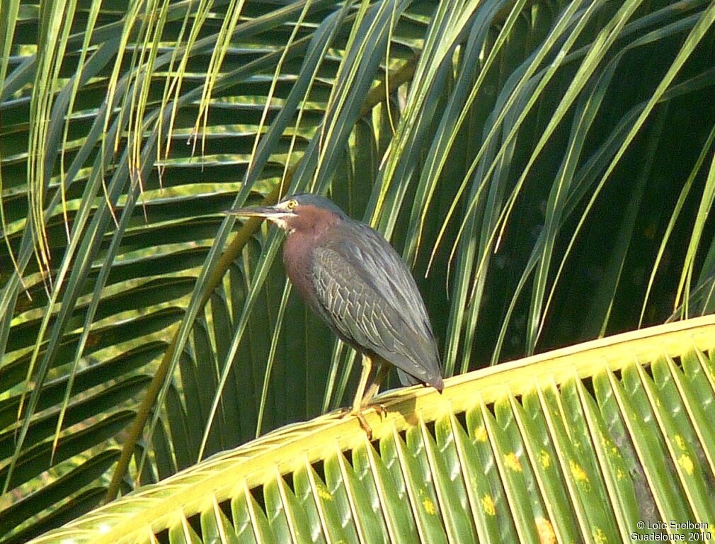 Green Heron