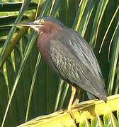 Green Heron