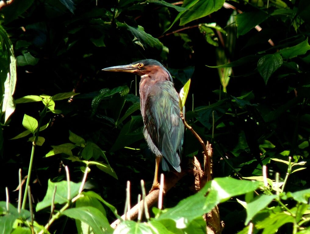 Green Heron