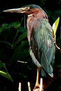 Green Heron