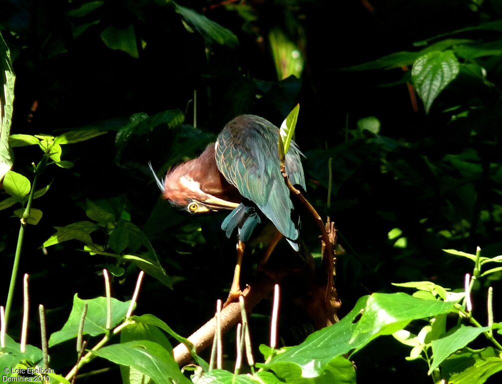 Green Heron