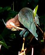 Green Heron