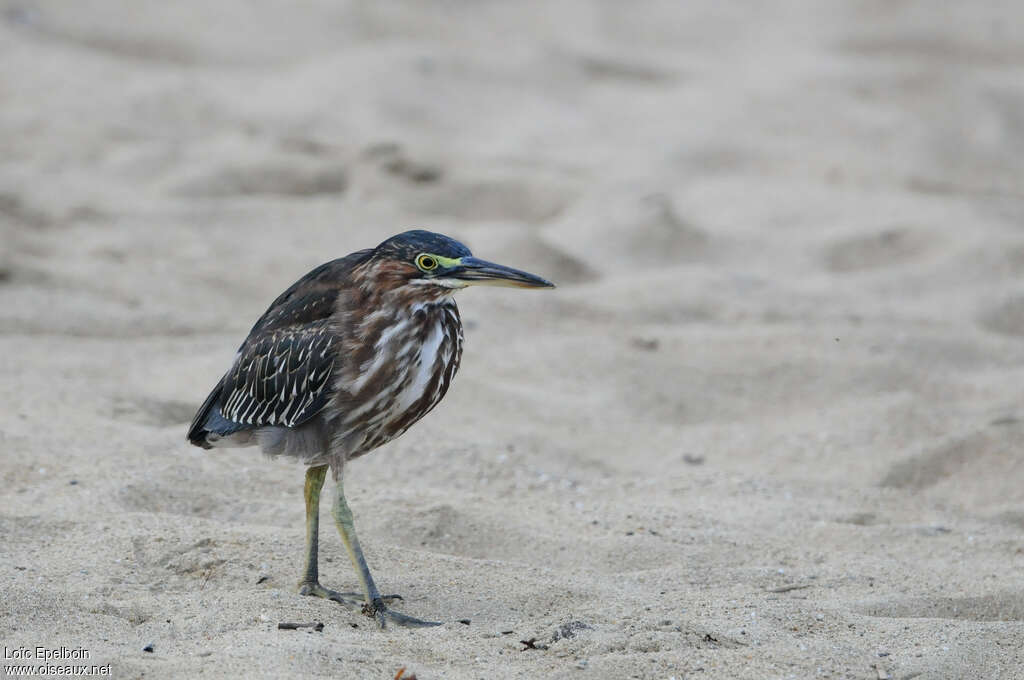 Héron vertjuvénile, identification