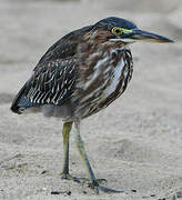 Green Heron