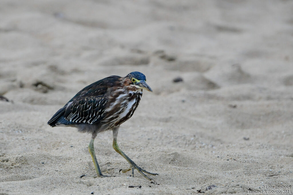 Green Heron