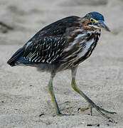 Green Heron