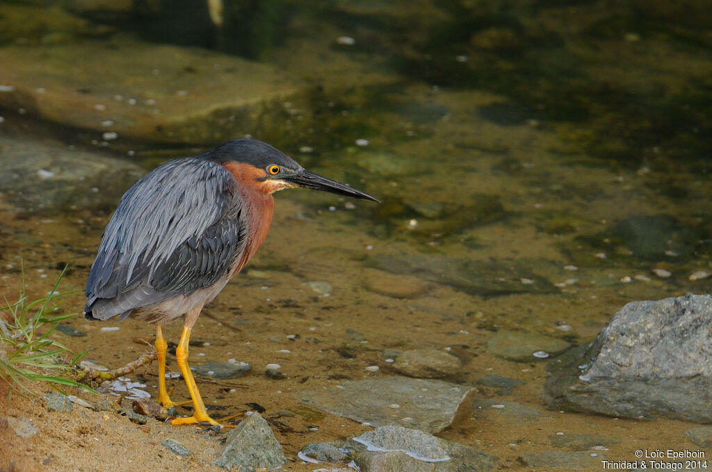 Green Heron