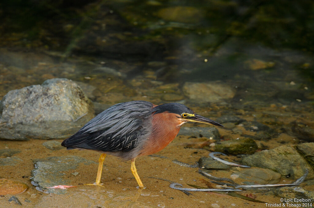 Green Heron