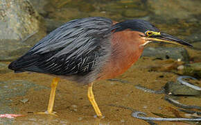 Green Heron