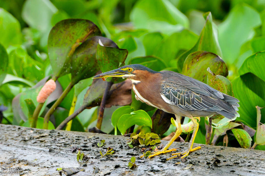 Green Heronadult transition, identification