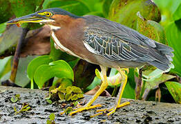 Green Heron