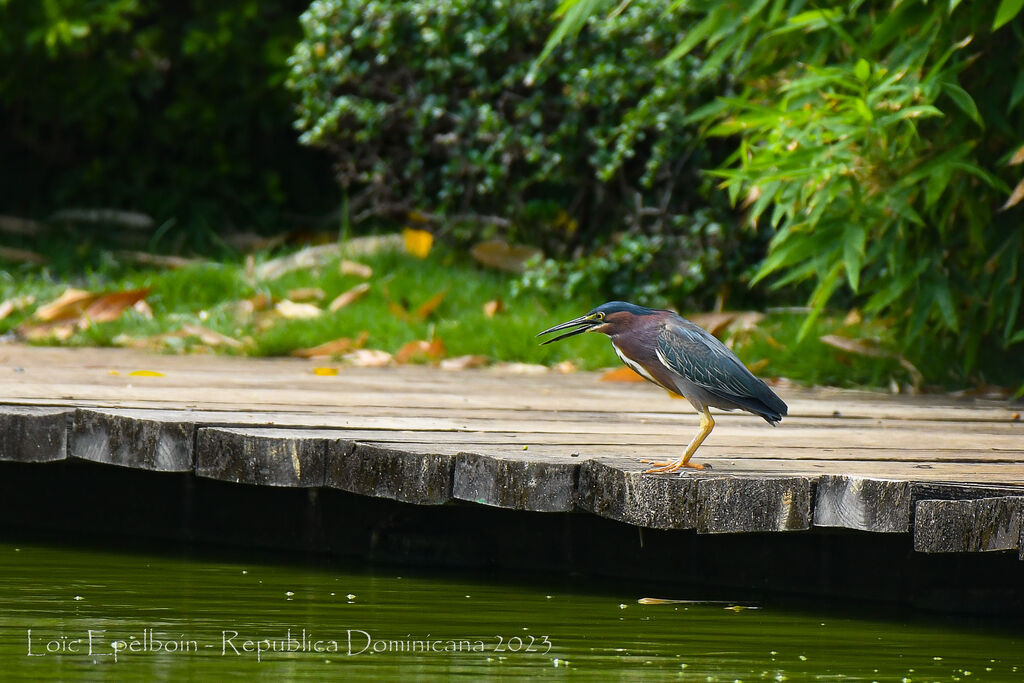 Green Heron