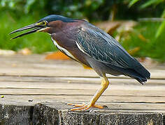 Green Heron