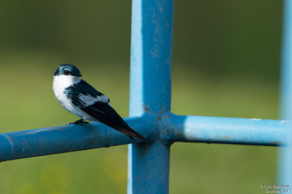 Hirondelle à ailes blanches