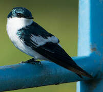 White-winged Swallow