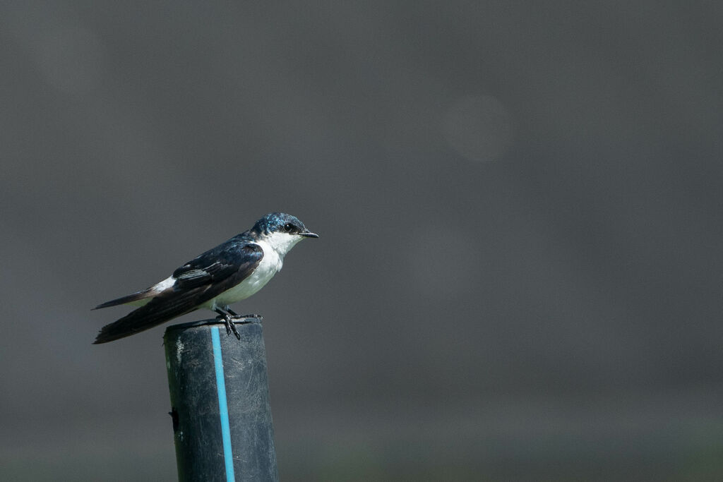 Hirondelle à ailes blanches