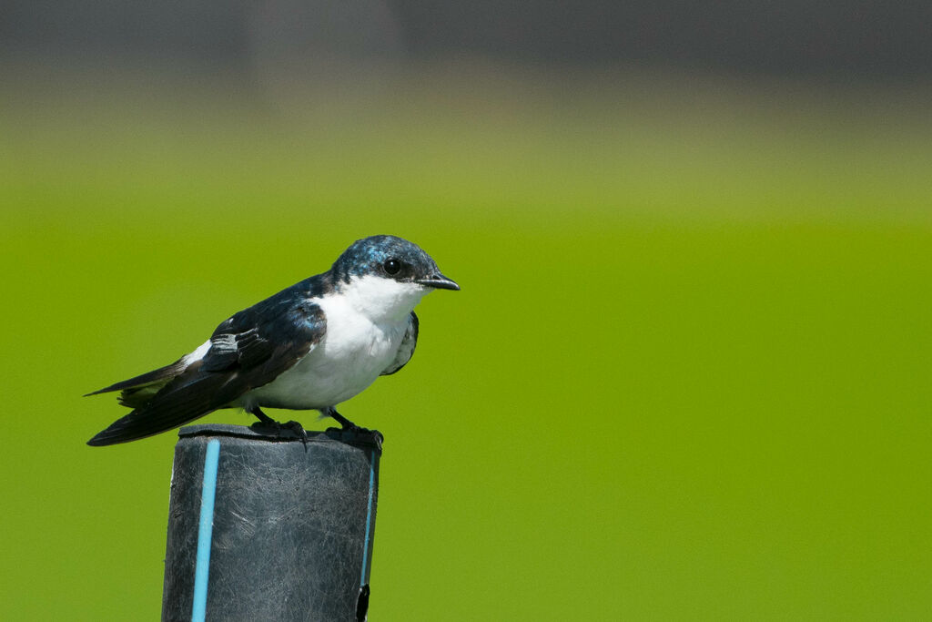 White-winged Swallow