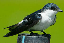 White-winged Swallow