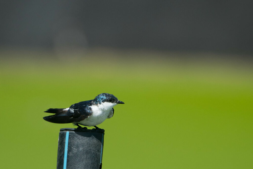 Hirondelle à ailes blanches