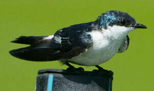 White-winged Swallow