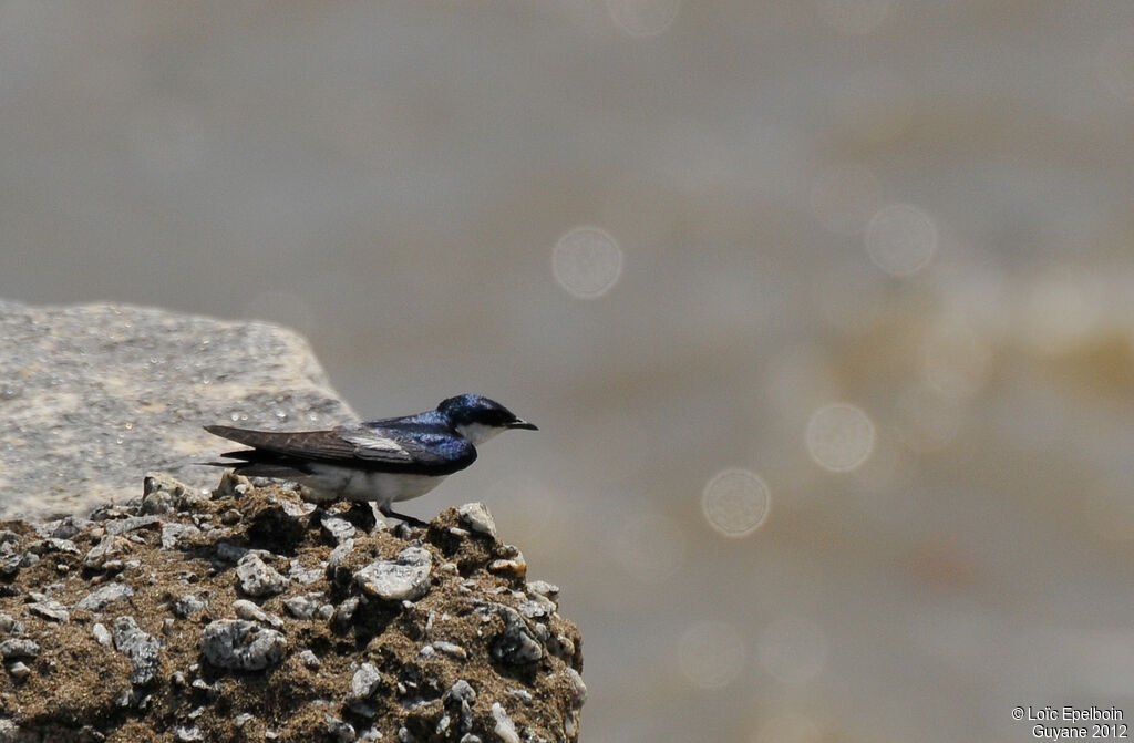 Hirondelle à ailes blanches