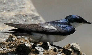 White-winged Swallow