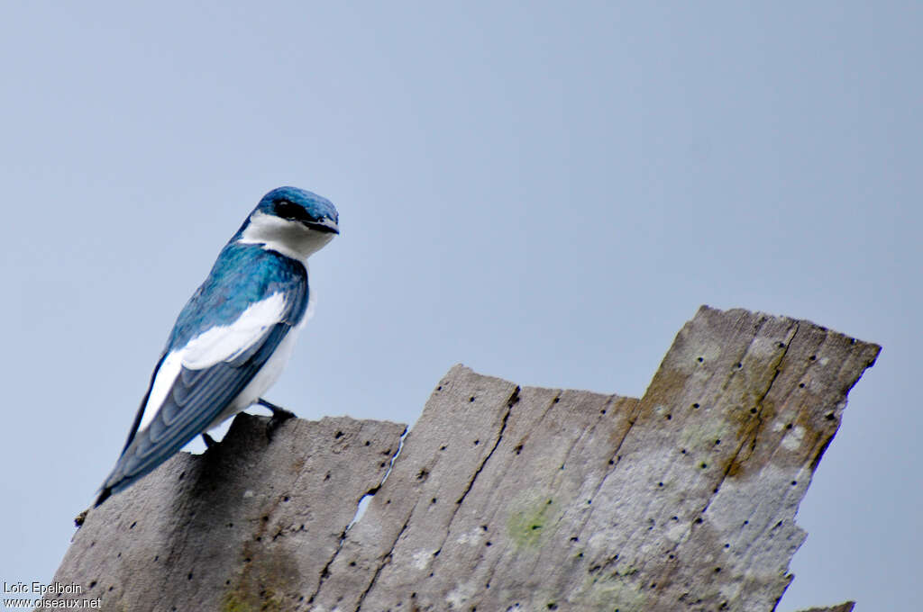 White-winged Swallow, identification