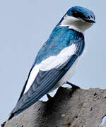 White-winged Swallow