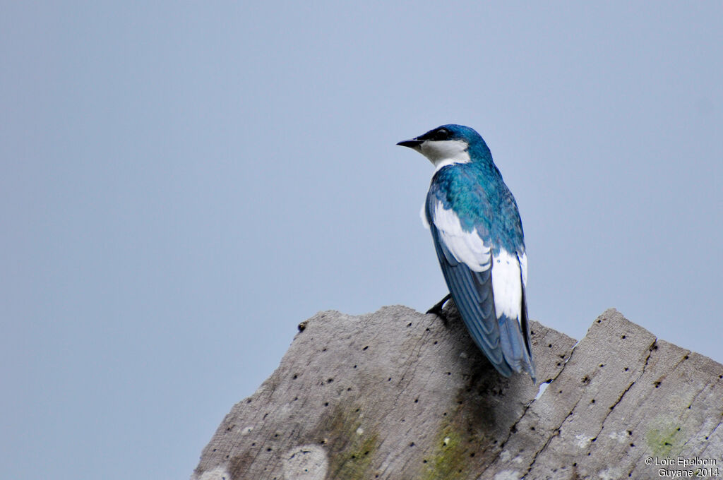 Hirondelle à ailes blanches